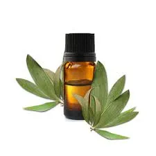 Cajeput (Melaleuca Cajeputi) BIO - 10ml