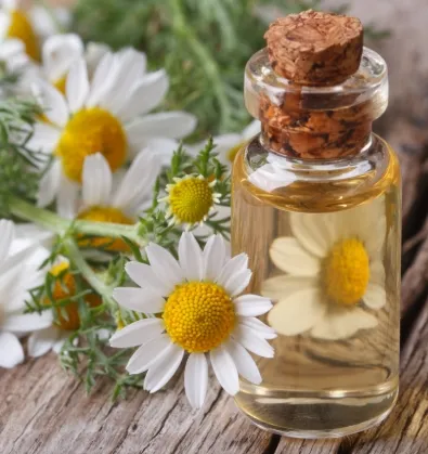 Camomille romaine Bulgare (Chamaemelum Nobile) BIO - 5ml