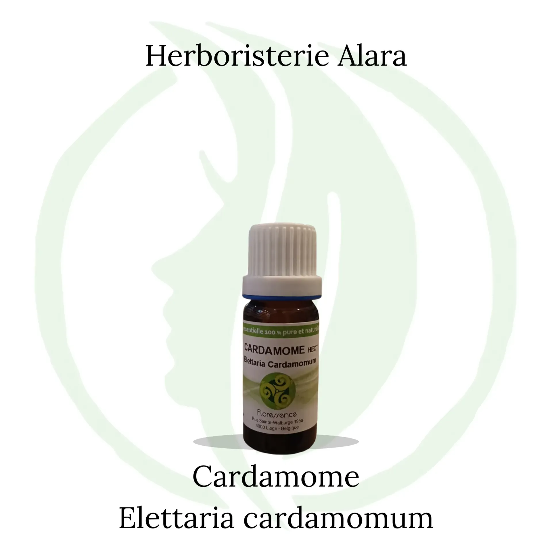 Cardamome  (Elettaria Cardamomum) - 10ml