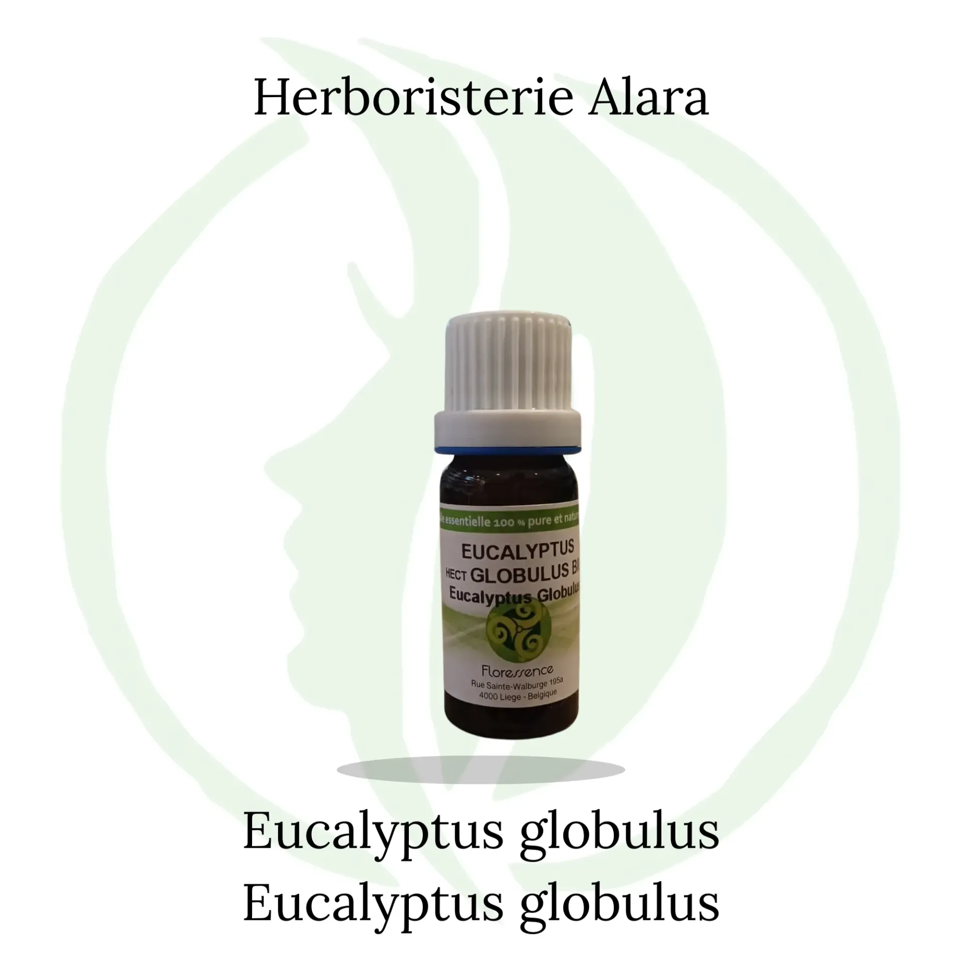 Eucalyptus globuleux (Eucalyptus Globulus) BIO - 10ml