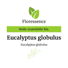 Eucalyptus globuleux (Eucalyptus Globulus) BIO - 10ml