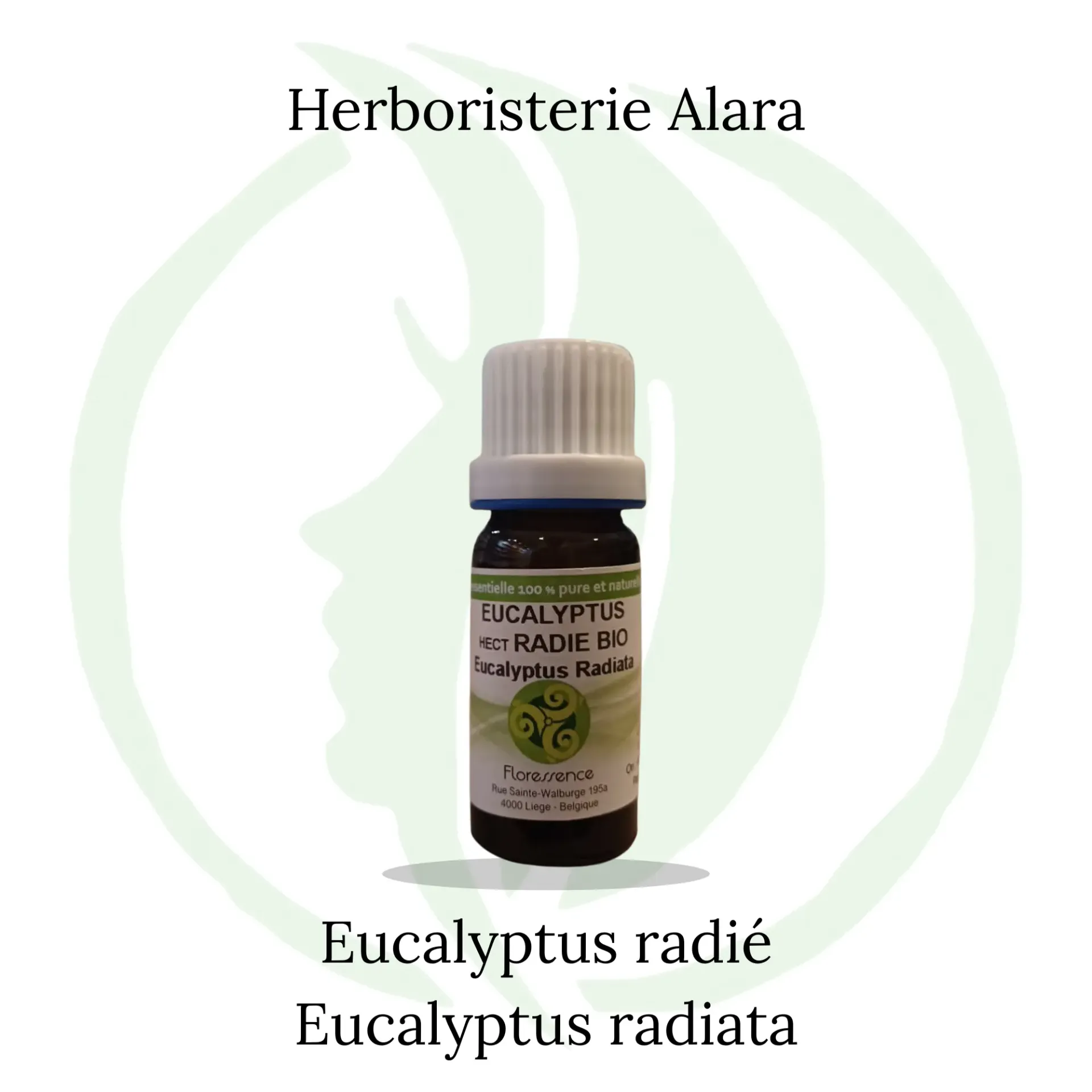 Eucalyptus radié (Eucalyptus Radiata) BIO - 30ml