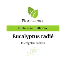 Eucalyptus radié (Eucalyptus Radiata) BIO - 30ml