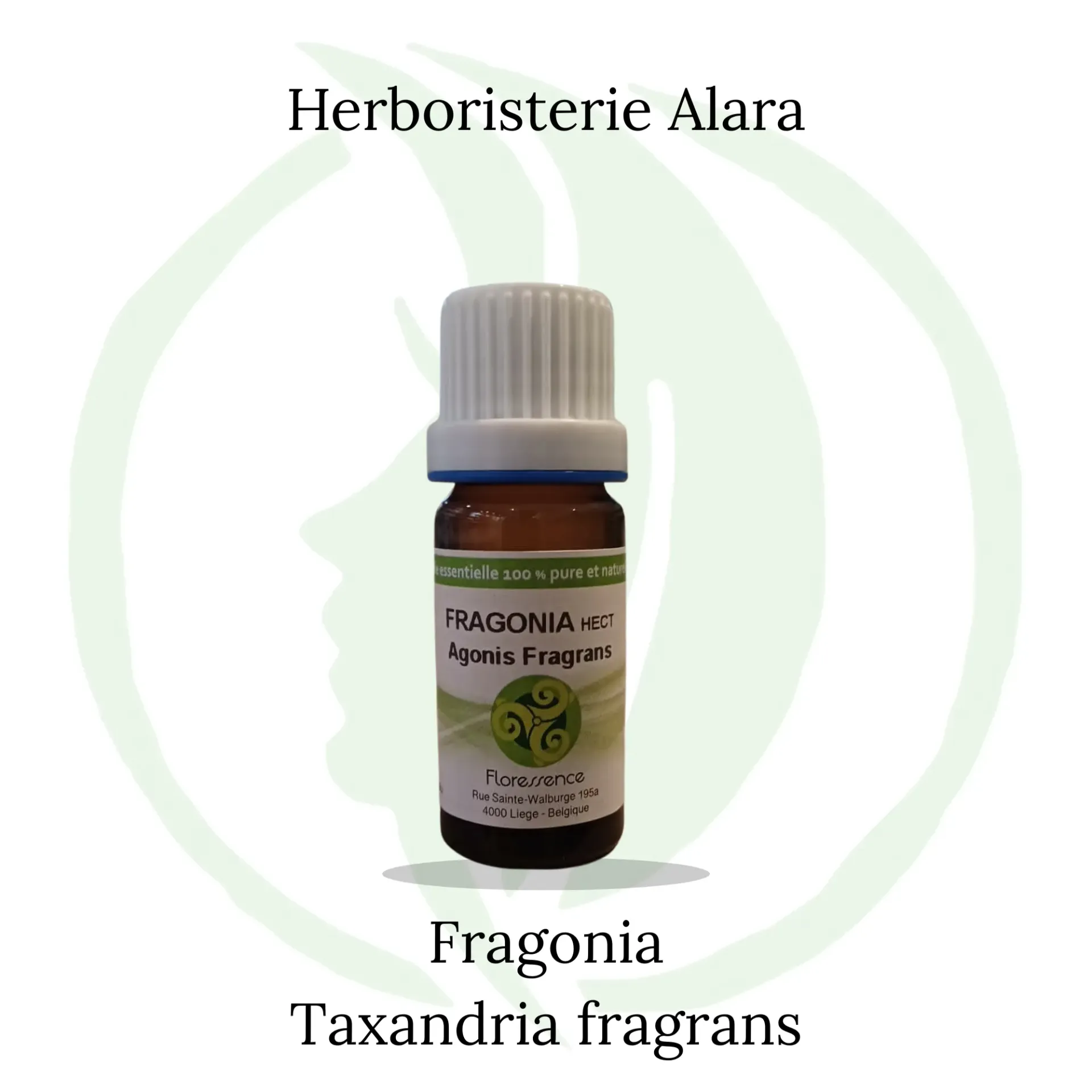 Fragonia (Agonis Fragrans) - 10ml