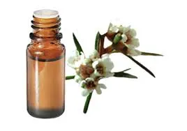 Fragonia (Agonis Fragrans) - 10ml
