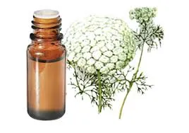Khella (Ammi Visnaga) BIO - 10ml