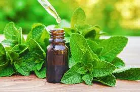 Menthe poivrée Inde (Mentha Piperita) BIO - 10ml