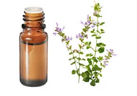 Sarriette des montagnes (Satureja Montana) BIO - 10ml